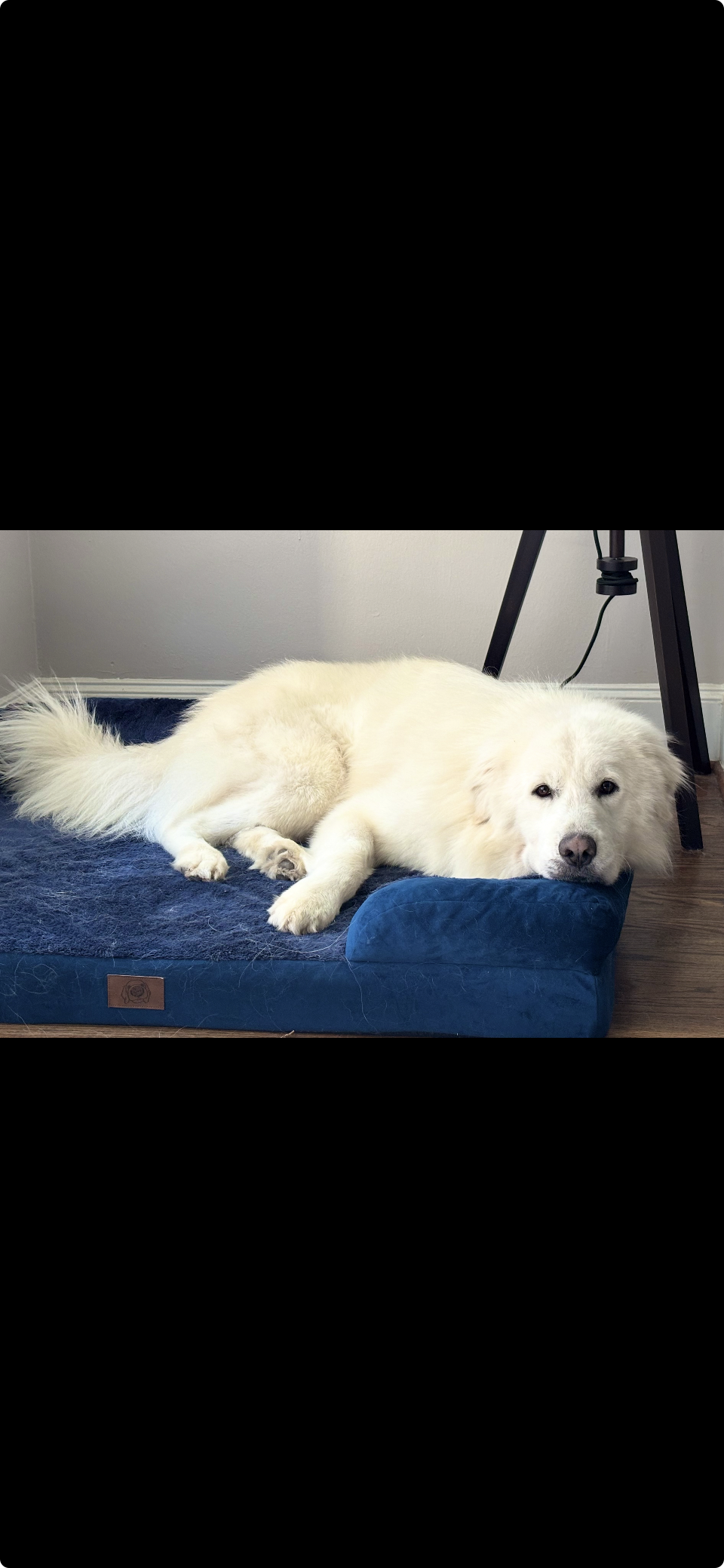 Teddy Fluff
